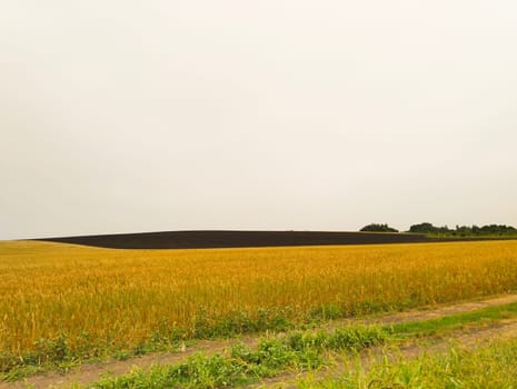 A wide shot of a field of golden wheat, with a dark strip of land in the background and a cloudy sky above. Green grass grows along the side of the dirt road in the foreground.