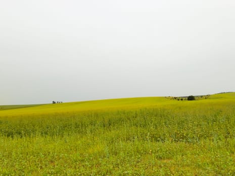 A wide view of a rolling field of mostly green grass with patches of yellow wildflowers, under a gray cloudy sky.