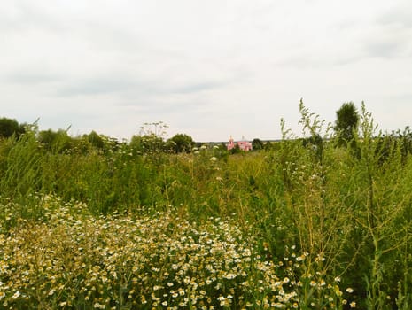 A field of white wildflowers in the foreground with a pink church visible in the distance. The sky is overcast, and the surrounding vegetation is green and lush.
