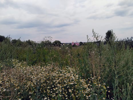 A field of wild white flowers in bloom, with a church building visible in the distance, under a cloudy sky.