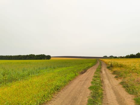 A dirt road leads through fields of crops on a cloudy day.