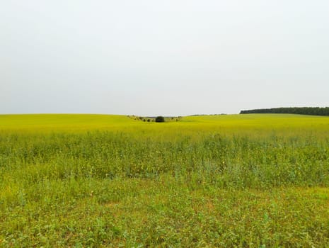 A wide shot of a large green field with a strip of trees in the distance. The sky is overcast.