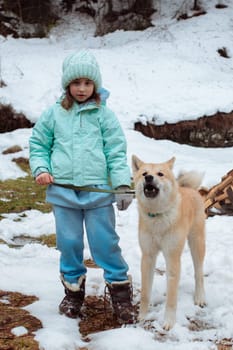 Akito-uno dog walks with a baby girl in winter on a leash, Yaremche, Bukovel, Ukraine - January 10, 2022.