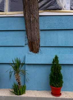 BULGARIA, VARNA - JUNE 06, 2013: 
a tree grows from the wall of the restaurant, the interior of the institution on the seashore in Varna, Bulgaria
