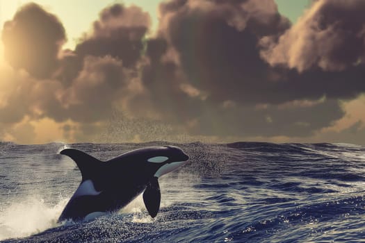 Orca whale jumping out of the ocean water at sunset with waves and sky in the background