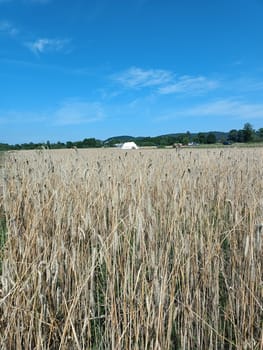 Gold wheat field and blue sky. Crops field. High quality photo. Mobile vertical photo