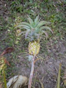 A young pineapple growing on its plant, surrounded by vibrant green leaves, in a close-up view.