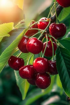 Branch of ripe cherries on a tree in a garden selective focus, Generative AI,