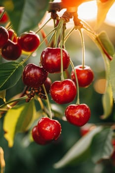 Branch of ripe cherries on a tree in a garden selective focus, Generative AI,