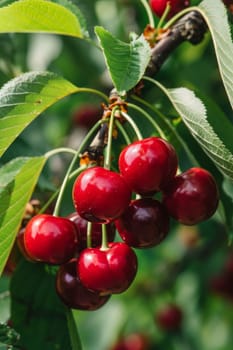 Branch of ripe cherries on a tree in a garden selective focus, Generative AI,