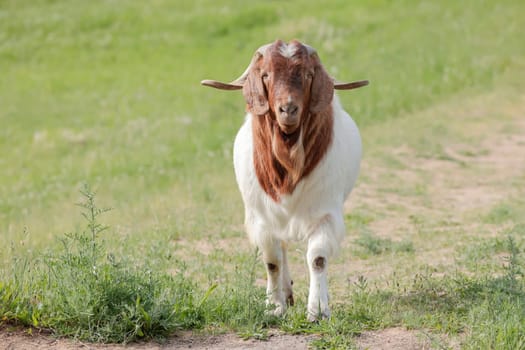 A goat with large horns walks on a path in a pasture near St Maries, Idaho.