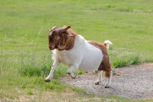 A goat with large horns runs around in a pasture near St. Maries, Idaho.