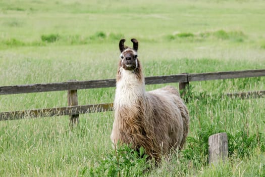 A Llama with a full coat of hair in a grassy field near St. Maries, Idaho.