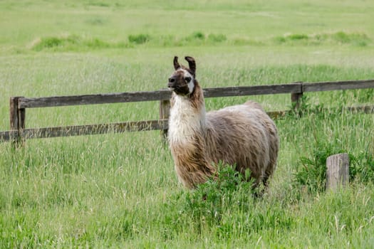A Llama with a full coat of hair in a grassy field near St. Maries, Idaho.