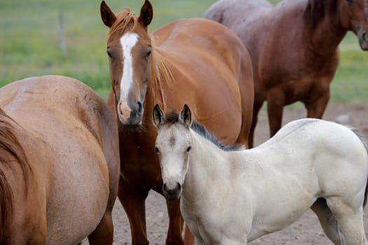 A cute white pony is standing amongst the adult horses near Polson, Montana.