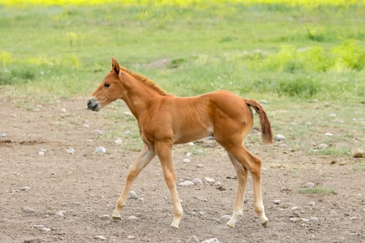 A cute chestnut colored pony is walking in a pasture near Polson, Montana.
