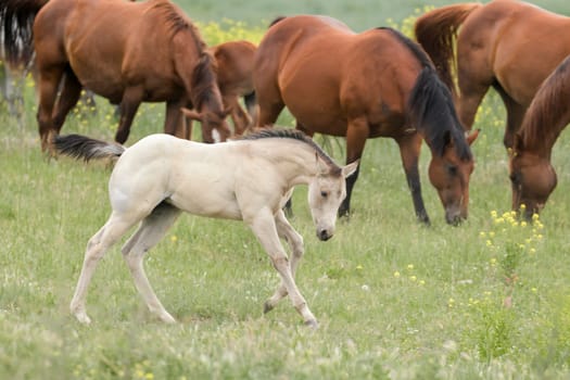 A cute white pony runs around the pasture near Polson, Montana.