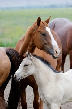 An intimate portraiture of a young white pony standing with an adult horse near Polson, Montana.