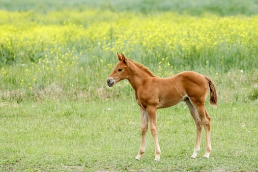 A cute chestnut colored pony is walking in a pasture near Polson, Montana.