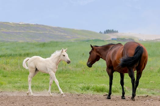 A cute white pony walks up to an adult horse near Polson, Montana.