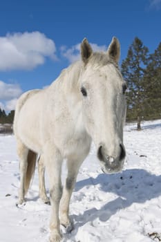 A close up portrait of a beautiful white horse near Cheney, Washington.