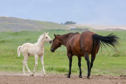 A cute white pony walks up to an adult horse near Polson, Montana.