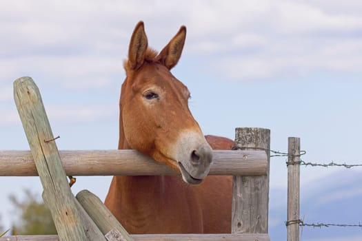 A humorous close up portraiture of a cute mule apprently mugging for the camera near St. Ignatius, Montana.