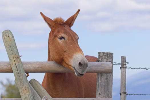 A humorous close up portraiture of a cute mule apprently mugging for the camera near St. Ignatius, Montana.
