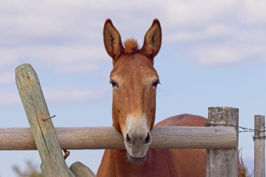 A humorous close up portraiture of a cute mule apprently mugging for the camera near St. Ignatius, Montana.