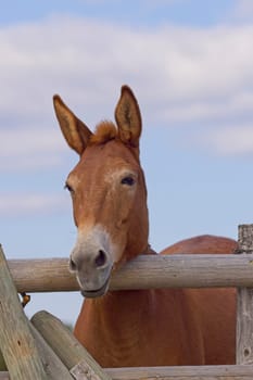 A humorous close up portraiture of a cute mule apprently mugging for the camera near St. Ignatius, Montana.