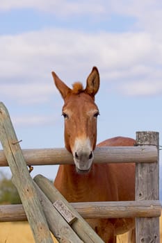 A humorous close up portraiture of a cute mule apprently mugging for the camera near St. Ignatius, Montana.