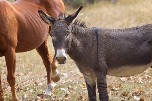 A small cute donkey stands with other horses in a grassy field  in early autumn in north Idaho.
