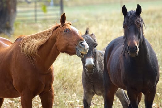 A chestnut colored horse appears to photo bomb another horse and a donkey in north Idaho.
