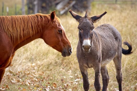 A horse and a donkey stand together in a small pasture in north Idaho.