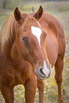 A close up portraiture of a chestnut colored horse standing in a pasture in north Idaho.