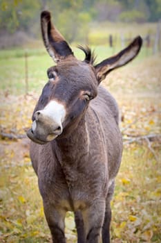 A close up portrait of a cute donkey shaking its head showing a funny face in north Idaho.