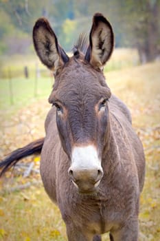 A close up portrait of a cute donkey with big ears standing in a field in north Idaho.