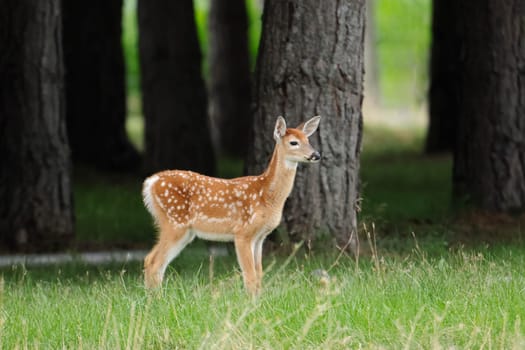 A side view of a cute fawn in a grassy field near Newman Lake, Washington.