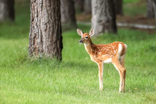 A side view of a cute fawn in a grassy field near Newman Lake, Washington.