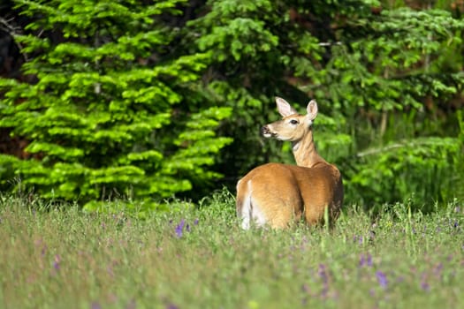 A white tail deer standing in tall grass at Farragut State Park in Athol, Idaho.