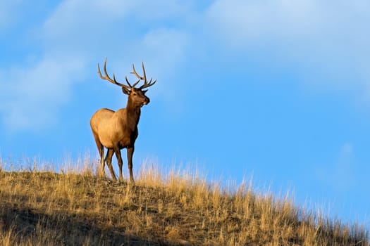 A large bull elk stands on the top of a hill against the blue sky in the morning light in western Montana.