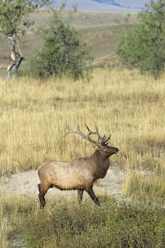 Large elk with antlers walks in a prairie area of western Montana.