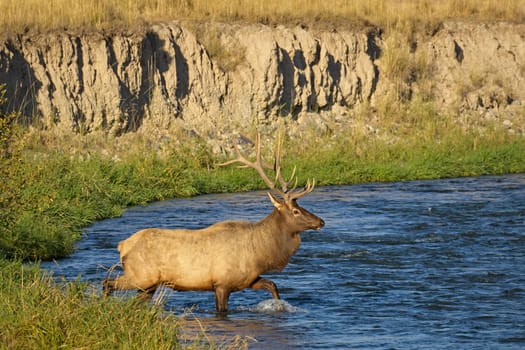 A large elk walks across a swift moving river in western Montana.