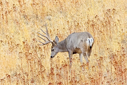 A large muledeer busk with antlers grazes on dry grass near Charlo, Montana.
