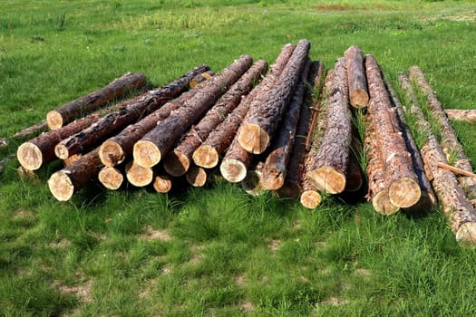 Harvested pine logs lie on green grass after cutting. Wood cutting in forest.