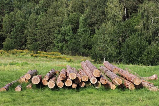Log trunks pile, the logging timber forest wood industry. Deforestation, destruction of forests. Wood harvesting.