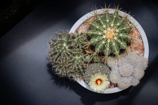 Yellow flower of Astrophytum asterias (Kabuto cactus) with Ferocactus echidne, Mammillaria longimamma and Mammillaria Plumosa. Many beautiful cactus with feathers planted in different shapes and different colors growing in white plant pot. Succulent Plant, Cactus flower, Top view, Copy space, Selective focus.
