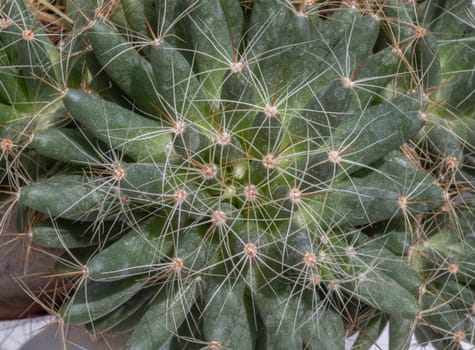 Top view of Mammillaria longimamma with sharp white prickles. Prickly green Finger cactus, Succulent Plant, Cactus flower, Space for text, Selective focus.