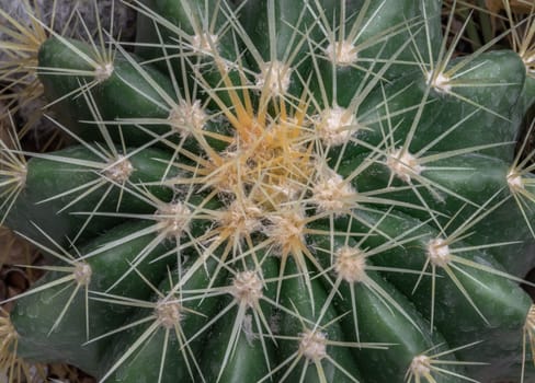 Top view close up of Ferocactus echidne with sharp white prickles. Detail of Prickly green Parodia polyacantha cactus or Parodia langsdorffii plant, Succulent Plant, Space for text, Selective focus.