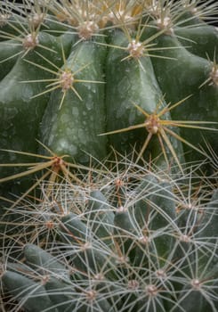 Detail of Mammillaria longimamma with Ferocactus echidne as a background. Sharp prickles green cactus, Succulent Plant, Space for text, Selective focus.